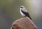 13_DSC6549_Northern_Wheatear_pluvial_79pc