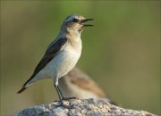 17_DSC6580_Northern_Wheatear_rasp_83pc