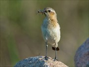 17_DSC6635_Northern_Wheatear_offering_74pc