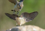 17_DSC6661_Northern_Wheatear_approach_68pc