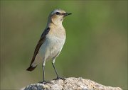 17_DSC6674_Northern_Wheatear_glee_89pc