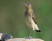 17_DSC6681_Northern_Wheatear_leggy_84pc