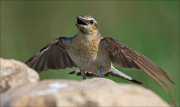 17_DSC6690_Northern_Wheatear_construct_57pc