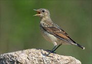 17_DSC6697_Northern_Wheatear_plea_82pc