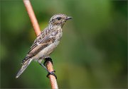 02_DSC1793_Whinchat_visit_at_the_pond_71pc