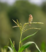 02_DSC1861_Whinchat_maize_55pc