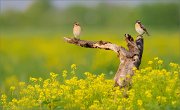 06_DSC2055_Whinchat_family_life_83pc