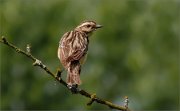 P1320113_first_whinchat