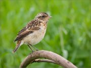 P1530253_Whinchat_fledging_61pc