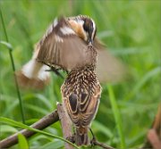 P1530310_Whinchat_feeding_operation_41pc