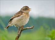 P1530311_Whinchat_juv_calling_56pc