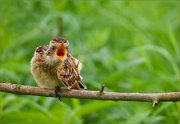 P1530334_Whinchat_juv_gorgeous_54pc