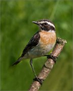 P1530573_Whinchat-artificial_leg