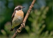 P1530581_Whinchat_male_58pc