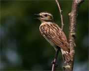 P1530585_whinchat_calling58pc