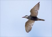 20_DSC3599_Whiskered_Tern_glide_48pc