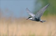 22_DSC1619_Whiskered_Tern_throb_31pc