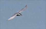 22_DSC1942_Whiskered_Tern_aloft_22pc