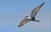 22_DSC1949_Whiskered_Tern_might_38pc
