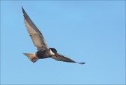 23_DSC4197_Whiskered_Tern_pendency_36pc