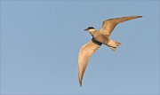24_DSC9317_Whiskered_Tern_mug_42pc