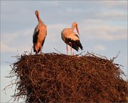 02_DSC7739_White_stork_on_nest_late_summer_74pc