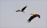 06_DSC4441_White_Stork_bachelors_32pc