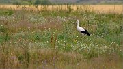 06_DSC6449_White_Stork_meadow_prairies_84pc