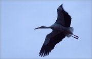 06_DSC7774_White_Stork_fly_at_night_83pc