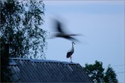 06_DSC7823_White_Stork_the_time(last_night)_87pc