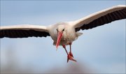 07_DSC4877_White_Stork_ram_attack_90pc