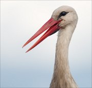 07_DSC4882_White_Stork_smile_64pc