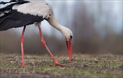 07_DSC4884_White_Stork_output_catch_95pc