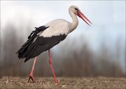 07_DSC4885_White_Stork_pacing_126pc