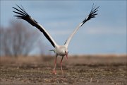 07_DSC4916_White_Stork_run_run_130pc