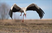 07_DSC4917_White_Stork_breaking_off_96pc