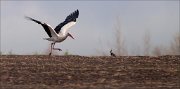 07_DSC4919_White_Stork_lapwing_spectator_72pc