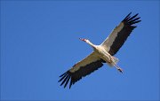 12_DSC7150_White_Stork_soar_46pc