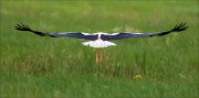 13_DSC0147_White_Stork_linear_24pc