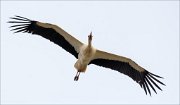 15_DSC3401_White_Stork_climb_37pc