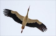 15_DSC3417_White_Stork_spike_65pc