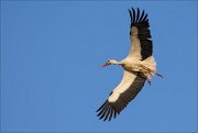 16_DSC9371_White_Stork_sweep_40pc