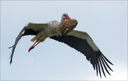 17_DSC4004_White_Stork_chunk_54pc