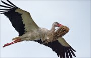 17_DSC4013_White_Stork_lump_89pc