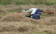 17_DSC9066_White_Stork_glide_34pc