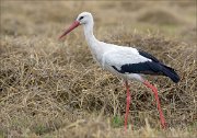 17_DSC9105_White_Stork_forage_104pc