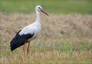 17_DSC9145_White_Stork_provender_84pc