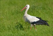 20_DSC4346_White_Stork_greenflow_92pc