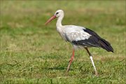 20_DSC4809_White_Stork_stroll_76pc