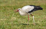 20_DSC4815_White_Stork_aperitif_53pc